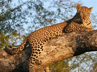 9-day Kruger & Cape Town Highlights